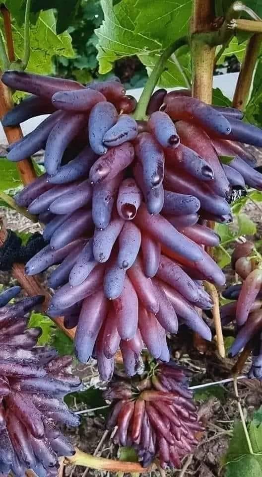 ���� ���� ������ �� ���� ������